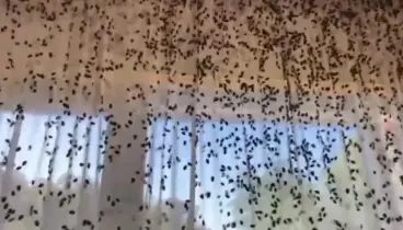 Полчища клопов-вонючек атаковали Сочи, Анапу и другие населённые пункты Краснодарского края