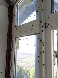 Полчища клопов-вонючек атаковали Сочи, Анапу и другие населённые пункты Краснодарского края