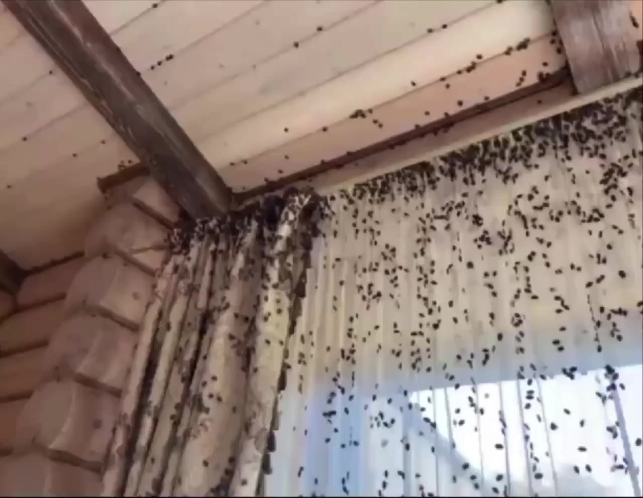 Полчища клопов-вонючек атаковали Сочи, Анапу и другие населённые пункты Краснодарского края