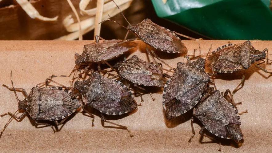 Полчища клопов-вонючек атаковали Сочи, Анапу и другие населённые пункты Краснодарского края