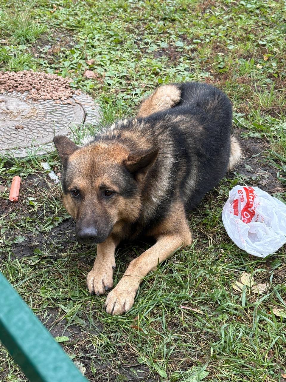 В Новосибирске женщина бросила овчарку, которая всю ночь под дождем ждала хозяйку