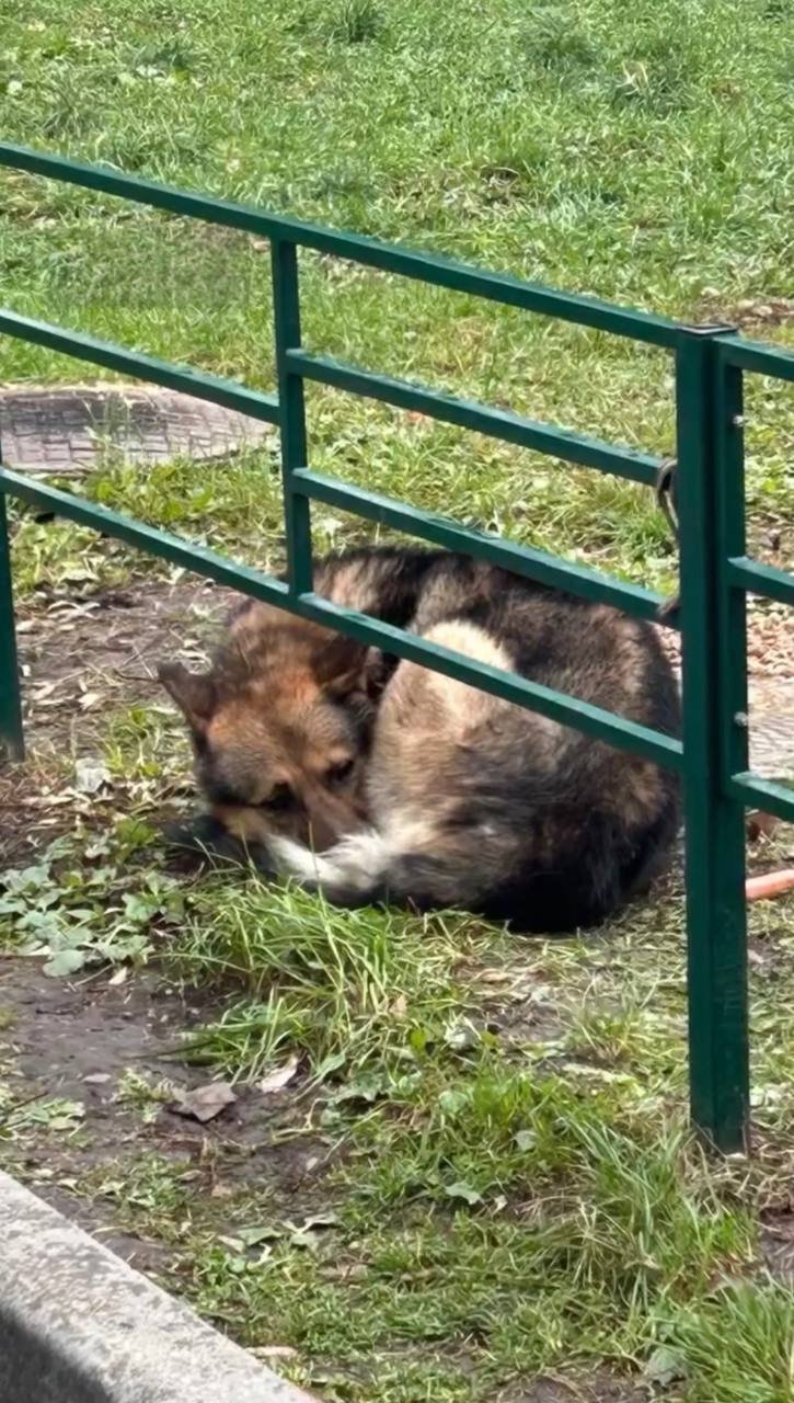 В Новосибирске женщина бросила овчарку, которая всю ночь под дождем ждала хозяйку