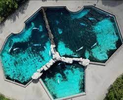 Парк развлечений Marineland хочет убить 30 белух