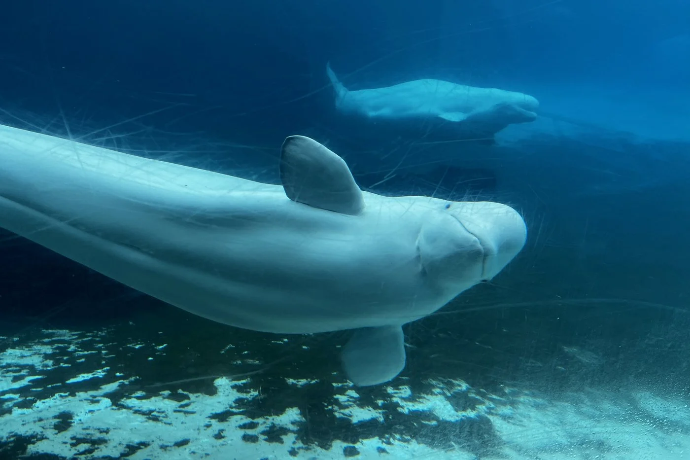 Парк развлечений Marineland хочет убить 30 белух