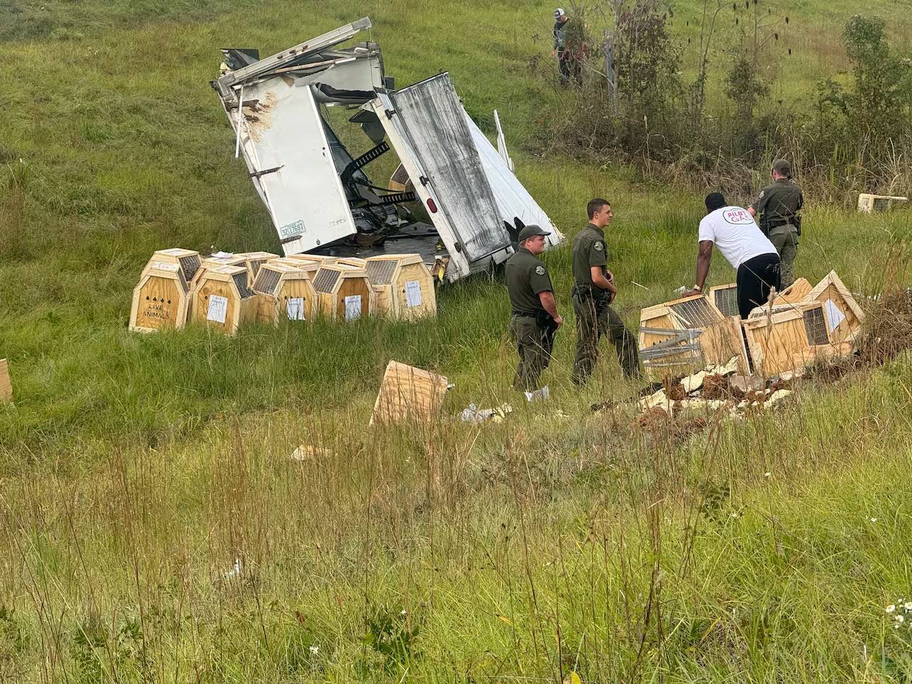 Зараженные гепатитом С и COVID обезьяны сбежали из грузовика в США