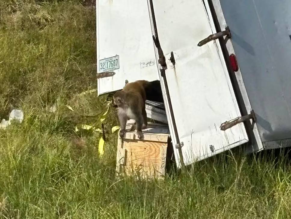 Зараженные гепатитом С и COVID обезьяны сбежали из грузовика в США