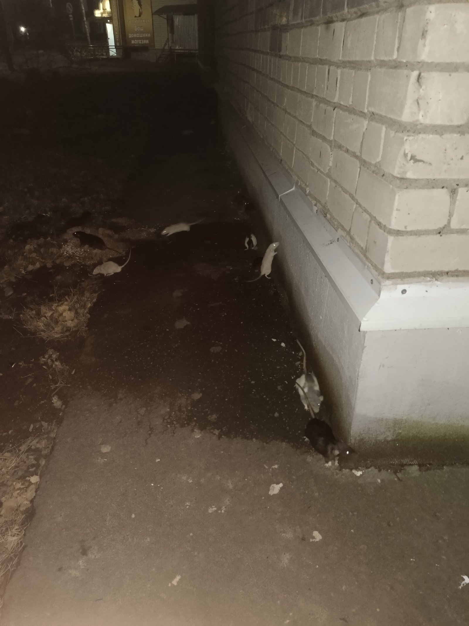 🐁 В Вологде неизвестная женщина выбросила на улицу несколько десятков декоративных крыс