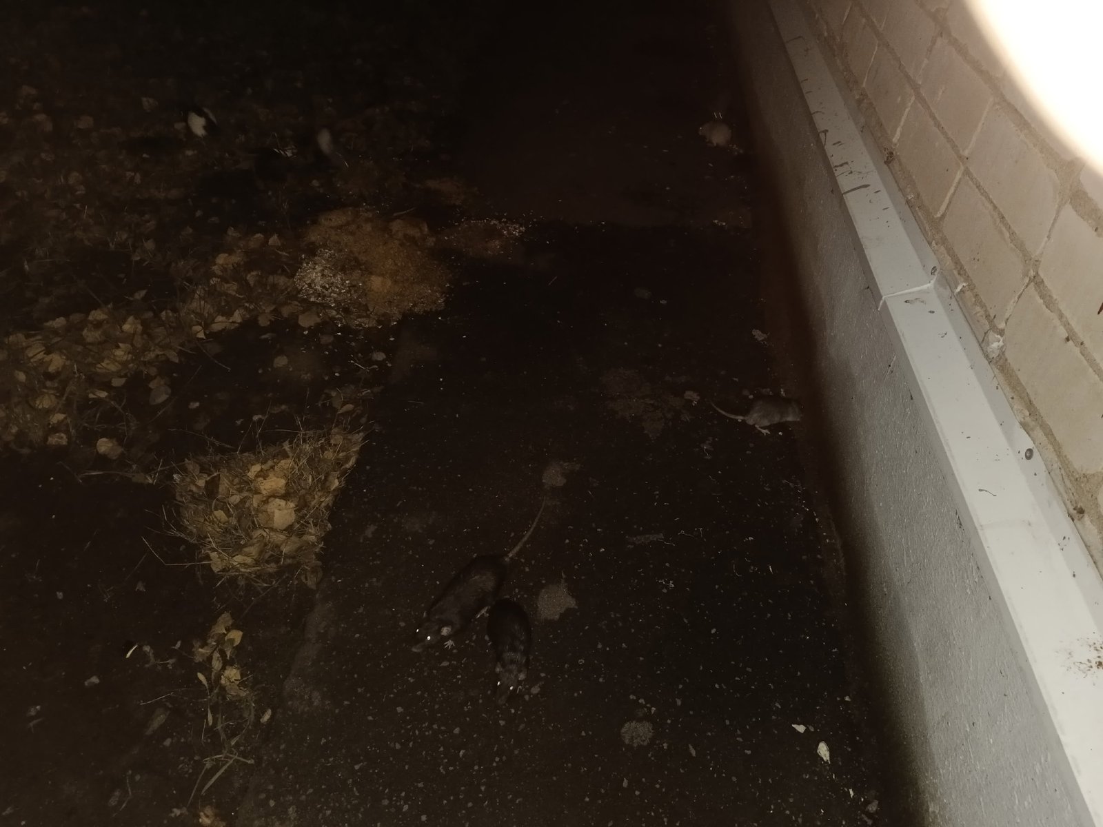 🐁 В Вологде неизвестная женщина выбросила на улицу несколько десятков декоративных крыс