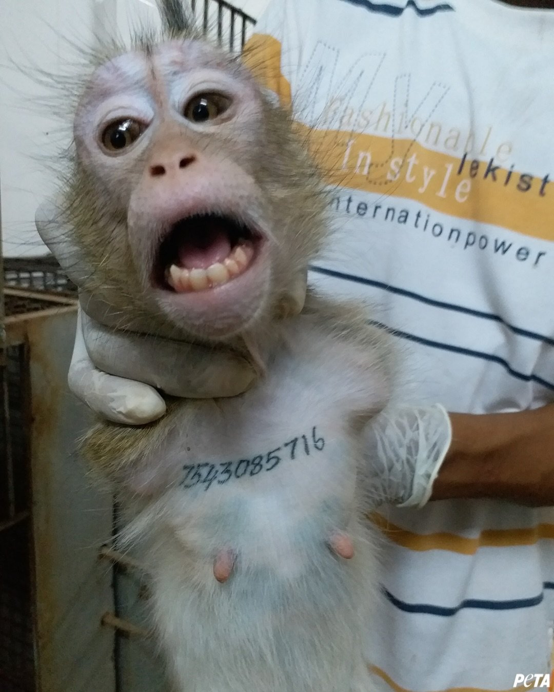 PETA раскрыла масштабы нелегального трафика из Камбоджи