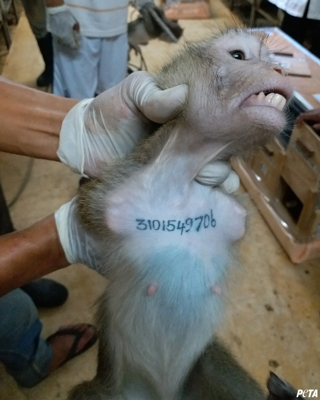 PETA раскрыла масштабы нелегального трафика из Камбоджи