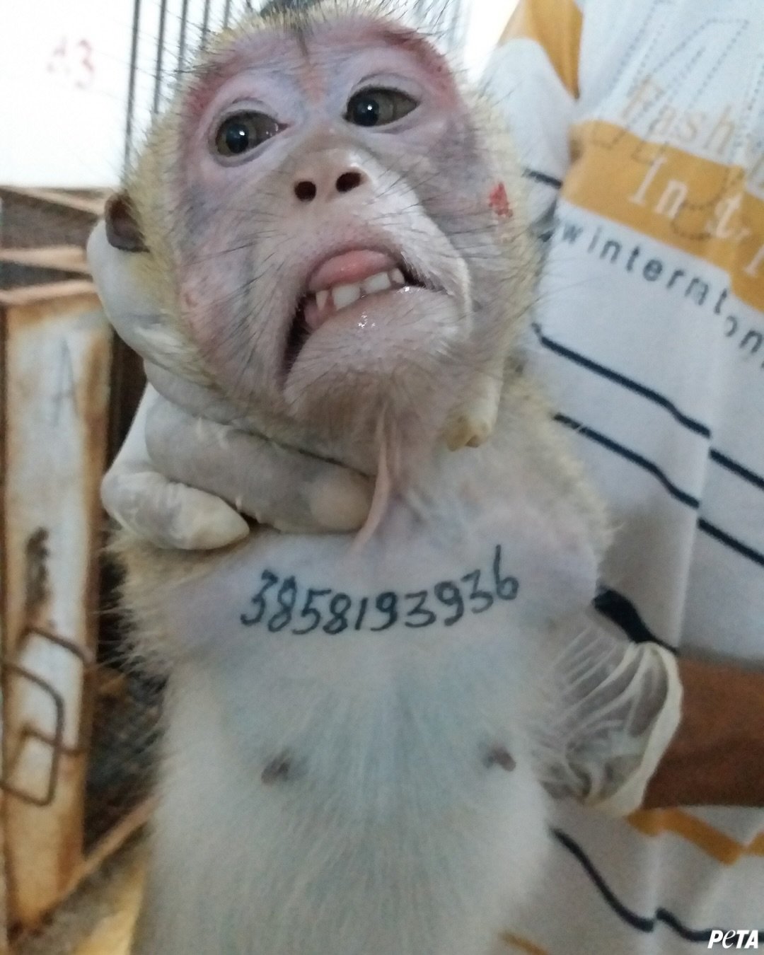 PETA раскрыла масштабы нелегального трафика из Камбоджи