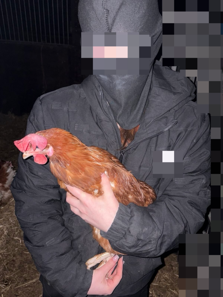 Десятки кур освобождены из птицефабрики в Великобритании