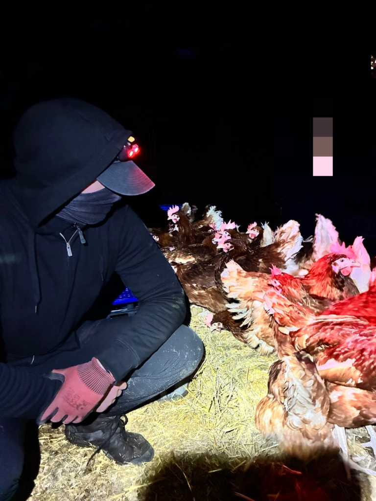 Десятки кур освобождены из птицефабрики в Великобритании