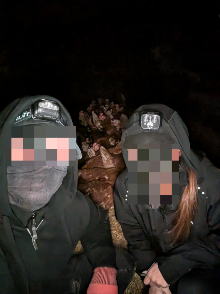 Десятки кур освобождены из птицефабрики в Великобритании